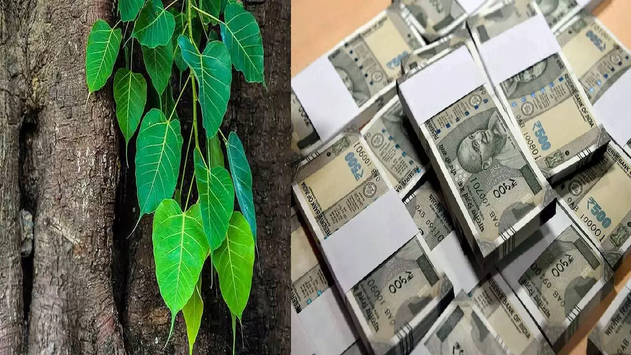 सिर्फ एक पीपल का पत्ता आपको बना सकता है अरबो-खरबो का मालिक, जानिए कैसे?