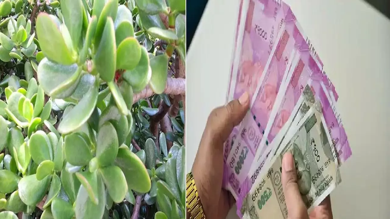 घर में है क्रासुला का पौधा तो बन जायेंगे करोड़पति, जानिए कैसे?