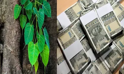 सिर्फ एक पीपल का पत्ता आपको बना सकता है अरबो-खरबो का मालिक, जानिए कैसे?