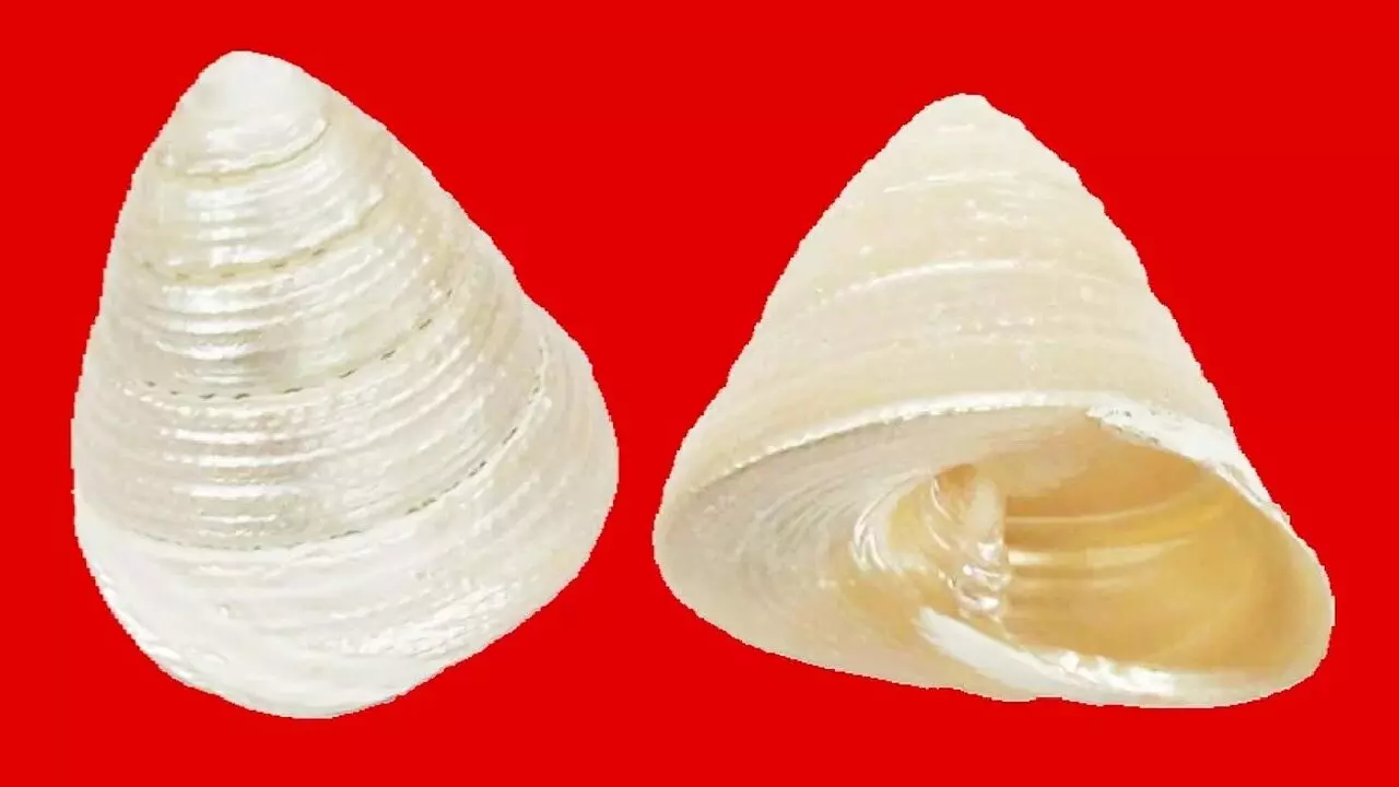 मोती शंख को घर में रखते ही आदमी हो जाता है मालामाल, होती है पैसो की बारिश, जानिए!