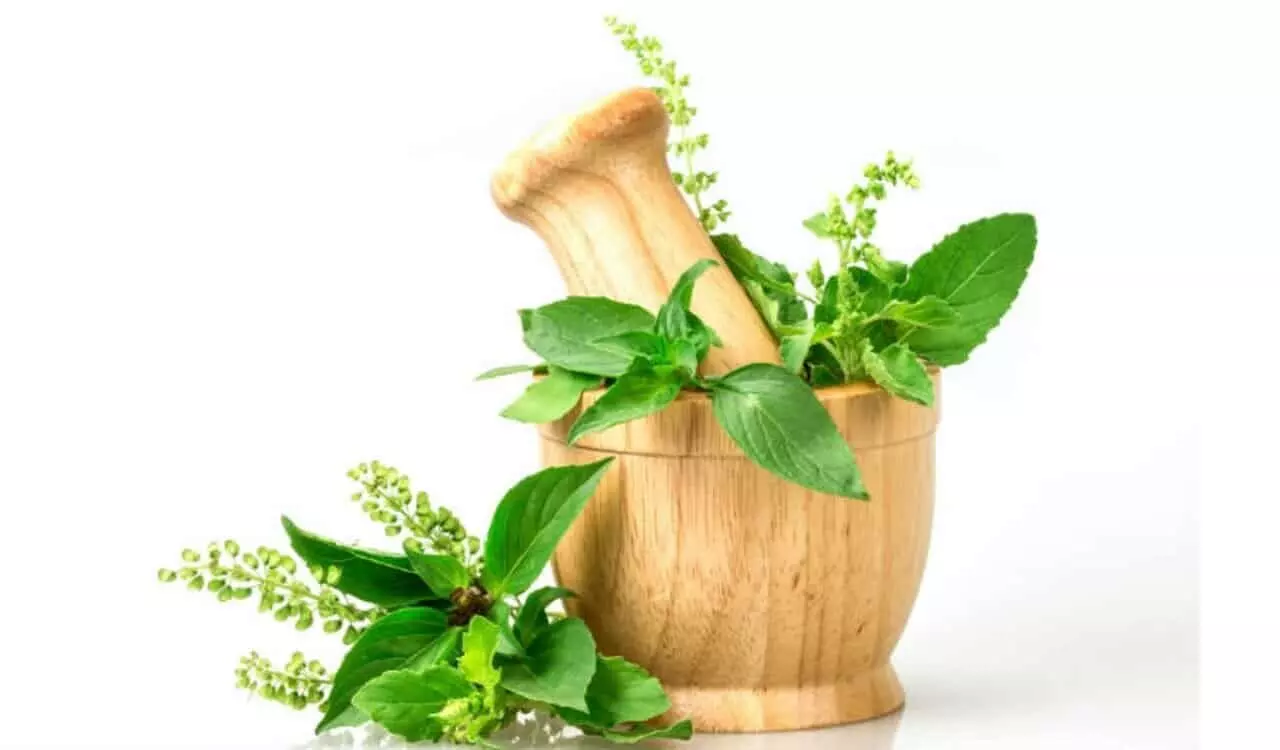 Benefits Of Tulsi: तुलसी का सेवन आपको दिला सकता है कई रोगों से मुक्ति