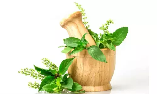 Benefits Of Tulsi: तुलसी का सेवन आपको दिला सकता है कई रोगों से मुक्ति
