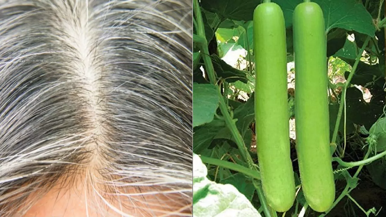 Benefits Of Gourd For Hair: सफ़ेद बालो को लौकी कर देगी काला, इस तरह करना होगा इस्तेमाल, जानिए!