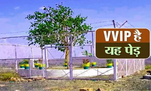 Bodhi Tree Sanchi: एमपी का एक ऐसा पेड़ जिसकी दिन रात पहरेदारी होती है, लेकिन क्यों?