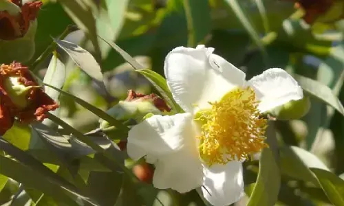 एक ऐसा दुर्लभ फूल जो सीधे जाता है स्वर्ग, स्वयं धन कुबेर को बुलाता है अपने पास, घर में लगाने से हो जाते है मालामाल, चारो दिशाओ से गिरता है पैसा, जानिए!