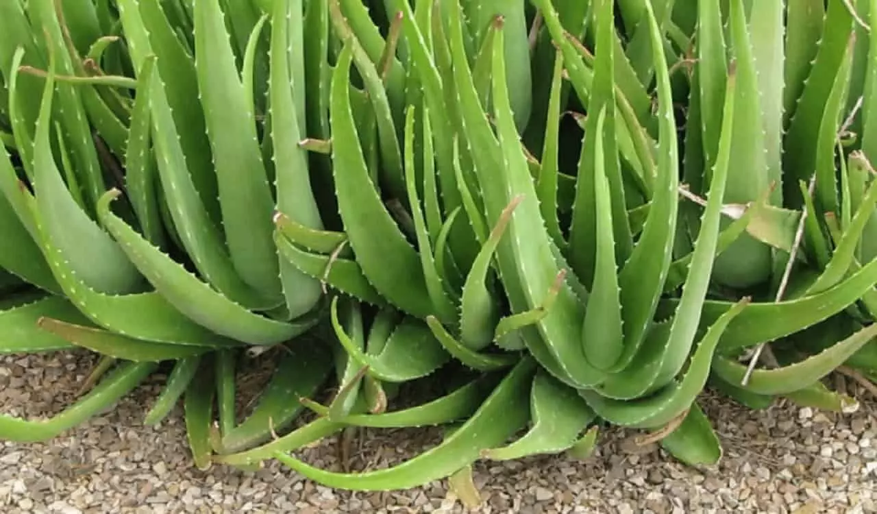 Aloe Vera Farming: एलोवेरा की खेती से मिले 5 गुना मुनाफा, कमाए लाखों रूपए