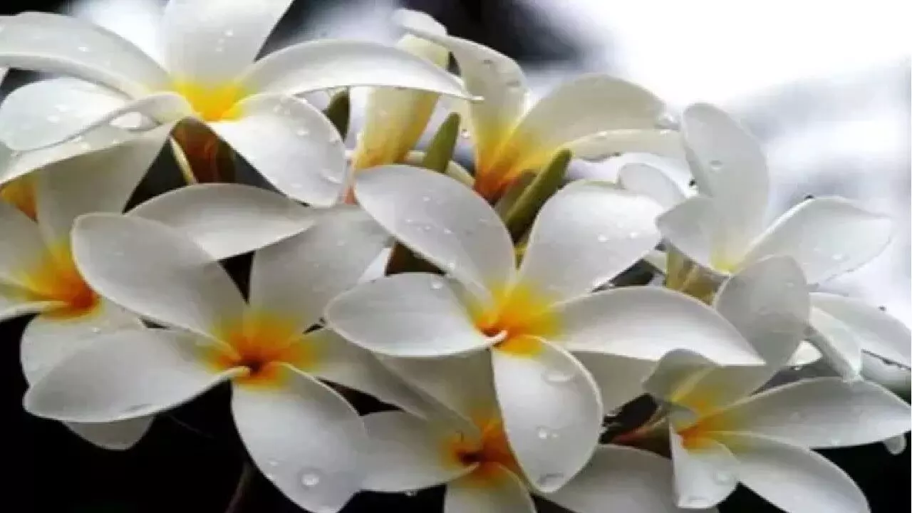 एक ऐसा फूल जिसे छूते ही लोग बन जाते है मालामाल, हो जाती है अरबो-खरबो की मालिक, जानिए!