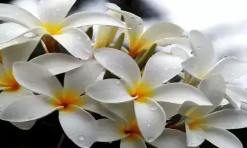 एक ऐसा फूल जिसे छूते ही लोग बन जाते है मालामाल, हो जाती है अरबो-खरबो की मालिक, जानिए!