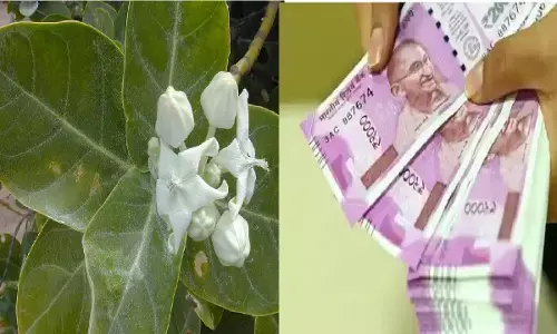 सफ़ेद मदार की जड़ से करे टोटका, बन जाएंगे आप करोड़पति, हर जगह होगा सिर्फ पैसा ही पैसा, देश के कई राज्यों में होगी आपकी प्रापर्टी, जानिए!