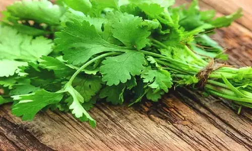 Coriander Health Benefits: खाने के साथ साथ सेहत के लिए बहुत फायदेमंद होता है हरा धनिया