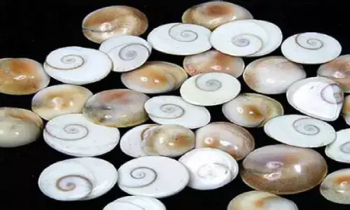 गोमती चक्र को घर में यहाँ गाड़े, रातो-रात हो जायेंगे अमीर, घर में रखने पर मिलता है कई तरह का लाभ, जानिए!