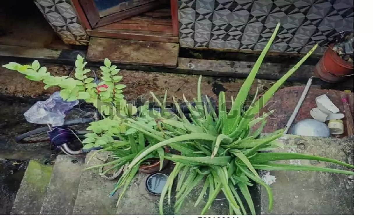 Stress Reliever Plants: इन पौधों को लगाएं अपने घर में रहेगा वातावरण तनाव मुक्त