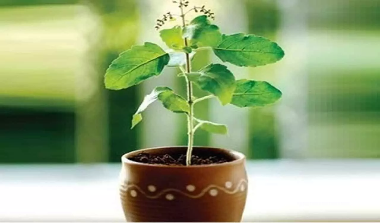 अगर घर में तुलसी का पौधा इस तरह लगा हुआ है तो कभी नहीं होगी धन में वृद्धि, नाराज होती है माता लक्ष्मी