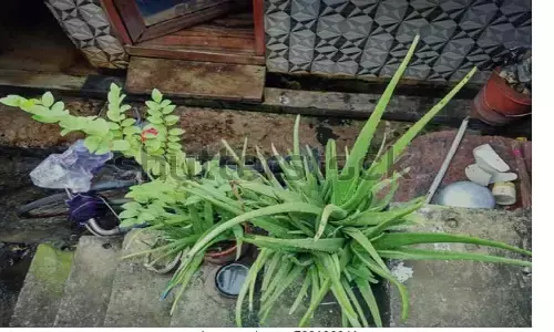 Stress Reliever Plants: इन पौधों को लगाएं अपने घर में रहेगा वातावरण तनाव मुक्त