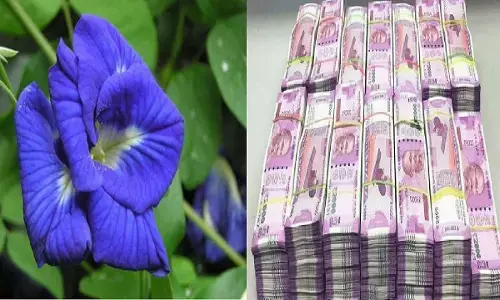 अपराजिता के फूल से करे टोटका, हर जगह मिलेगा सिर्फ पैसा ही पैसा, बड़ी-बड़ी  बिल्डिंग के होंगे मालिक, अरबो-खरबो की होगी संपत्ति