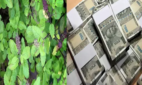 अगर घर में आपने इस दिशा में रखा है तुलसी का पौधा तो आप हो जायेंगे कंगाल, घर में रखा पूरा पैसा हो जायेगा गायब, जानिए!