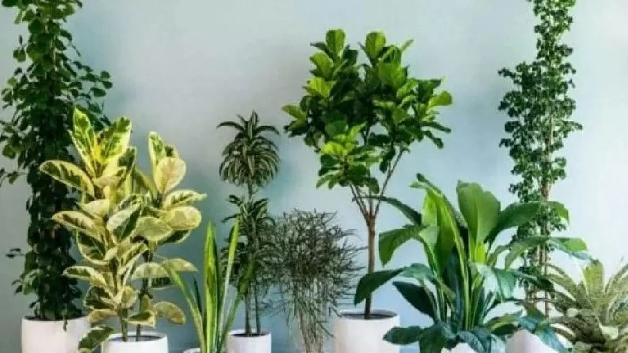 अगर आपने लगाएं है घर में ऐसे पौधे तो आपके साथ होने वाला है बहुत गलत, जानिए कैसे?