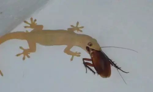 इस हालत में अगर दिखे छिपकली तो समझ लें कुछ ही पल में होने वाली है  अनहोनी