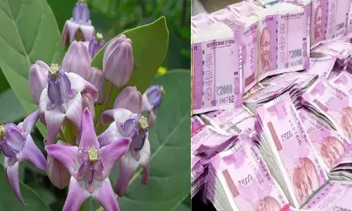 घर में इस पौधे को लगाने से 24 घंटे के अंदर देता है पैसा ही पैसा, दूर हो जाती है सारी समस्या, स्वयं शंकर जी करते है वाश