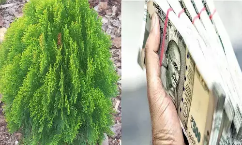 अम्बानी सहित कई अरबपति और खरबपति ने अपने घर में लगाया है ये पौधा, रातोरात बन गए मालामाल