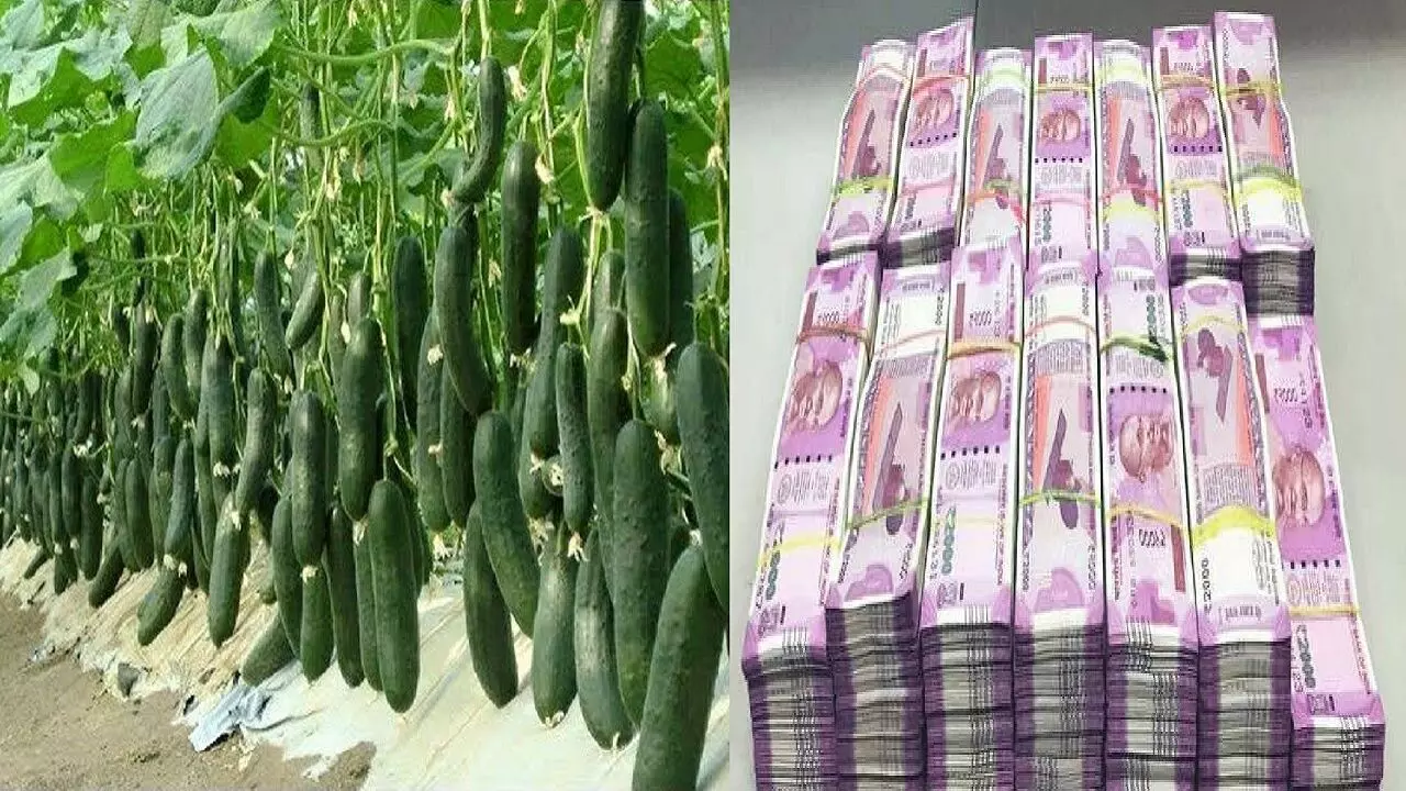 Cucumber Farming In India: शुरू करे खीरे की खेती का बिजनेस, हर महीने होगी 5 लाख रूपए से ज्यादा की कमाई, जानिए!
