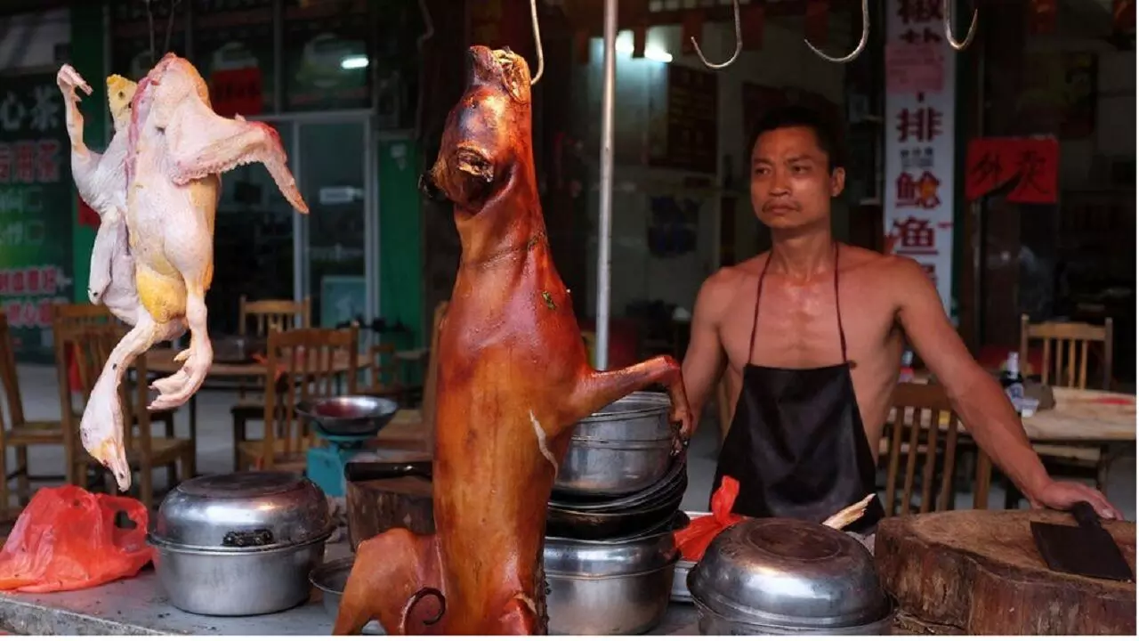 चीनी लोग इतने घिनहे होते हैं कि कुत्तों के प्राइवेट पार्ट को फ्राई कर खा जाते हैं, 1 करोड़ कुत्तों को मार डालते हैं
