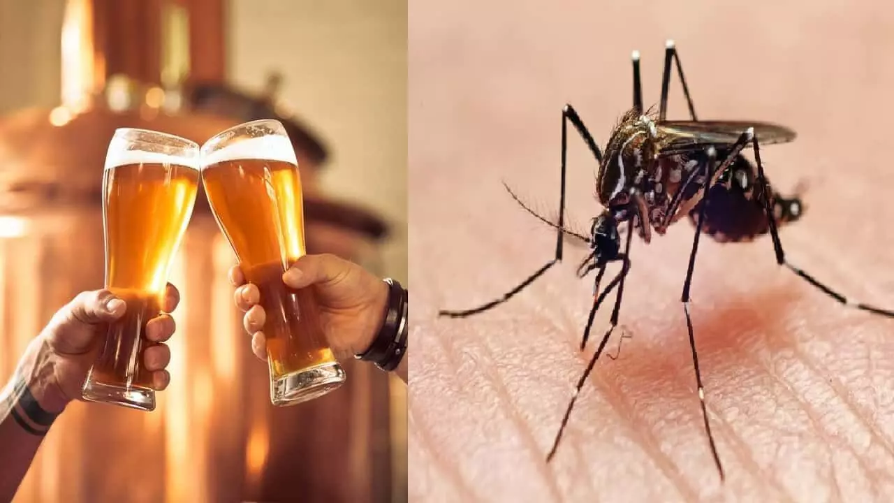 Do you know that mosquito bites beer drinker 4 times more than normal human