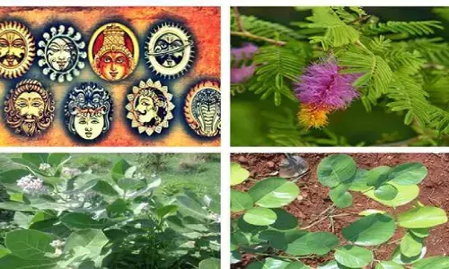 घर में ये पौधे लगाने से शानदार होता है भविष्य, चारो तरफ से मिलते है पैसे ही पैसे, बना जाती है अरबो-खरबो की संपत्ति, शाहरुख़ और अंबानी भी लगाए है घर में ये पौधे जानिए!