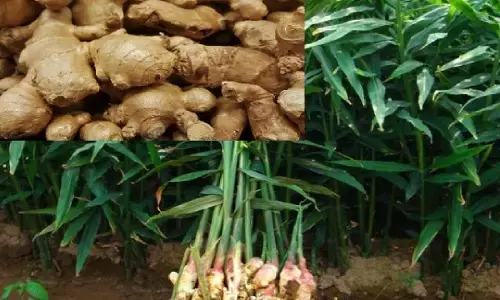 आखिर क्यों होती है अदरक में कड़वाहट, किस कारण से बंदर को नहीं पता चलता अदरक का स्वाद : GK IN HINDI आखिर क्यों होती है अदरक में कड़वाहट, किस कारण से बंदर को नहीं पता चलता अदरक का स्वाद : GK IN HINDI