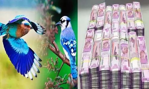 आज दिख जाए नीलकंठ तो जल्द होगी आपकी शादी और मिलेगा इतना धन की गिनते-गिनते थक जाओगे