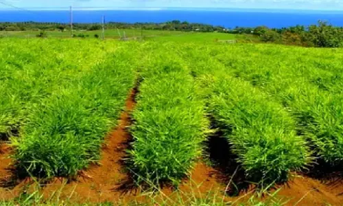 Ginger Farming Business Ginger Farming Business