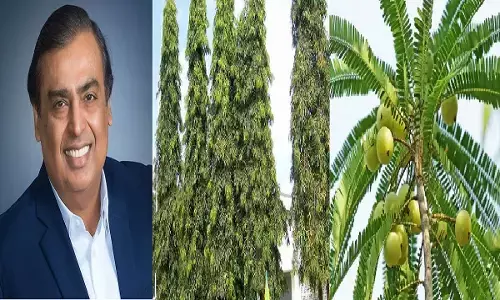 घर के बाहर मुकेश अंबानी ने भी लगवाया है ये पेड़, देखते ही देखते बन गए अरबपति, आप भी जल्दी से लगा ले ये पेड़ फिर बरसेगा पैसा ही पैसा