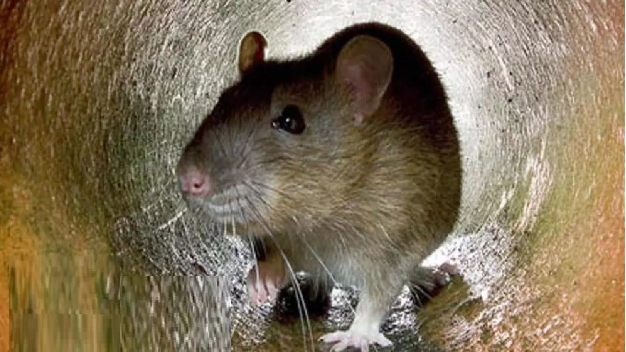 अगर सपने में दिखे चूहों की बहुत सारी संख्या तो होने वाला है कुछ ऐसा जिसकी कल्पना आपने नहीं की होगी और ये चीज़े भी दिखे तो होगा ये!