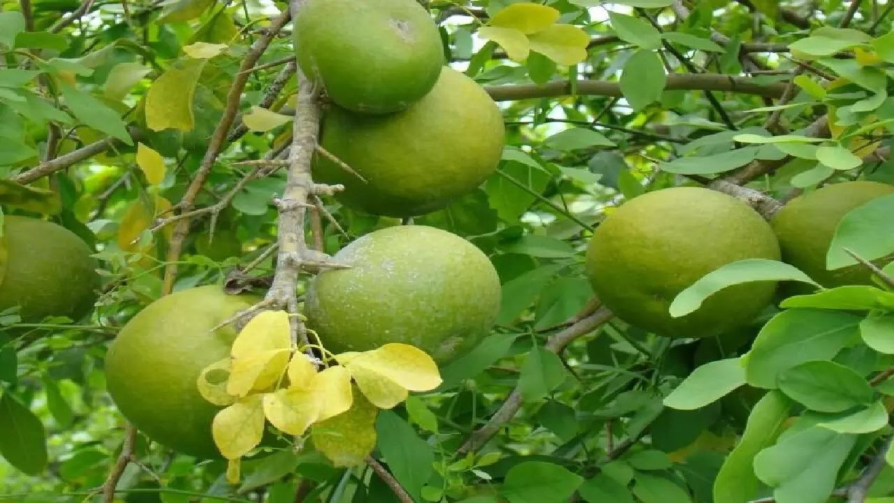 घर में अगर लगा है बेल का पेड़ तो ये खबर पढ़ आप रह जाएंगे हैरान, जानिए कैसे? घर में अगर लगा है बेल का पेड़ तो ये खबर पढ़ आप रह जाएंगे हैरान, जानिए कैसे?