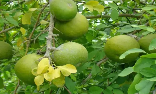 घर में अगर लगा है बेल का पेड़ तो ये खबर पढ़ आप रह जाएंगे हैरान, जानिए कैसे?