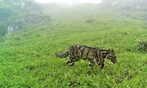 बड़ी खोज: दुनिया के सामने पहली बार आया क्लाउडेड तेंदुआ, बहुत खूबसूरत है ये जानवर