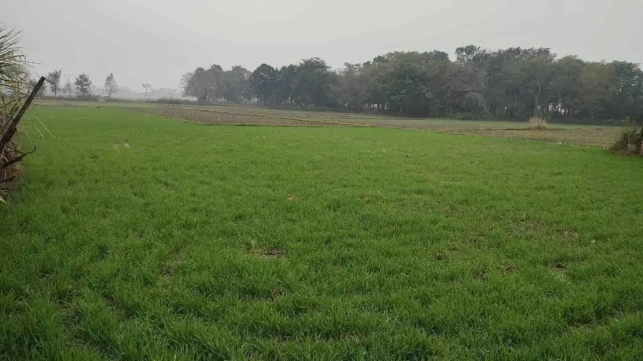 Rain water is beneficial for crops if weather is not open pulses may suffer