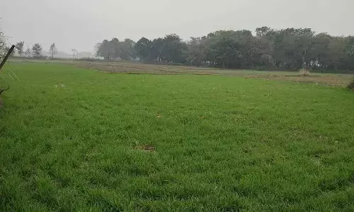 Rain water is beneficial for crops if weather is not open pulses may suffer