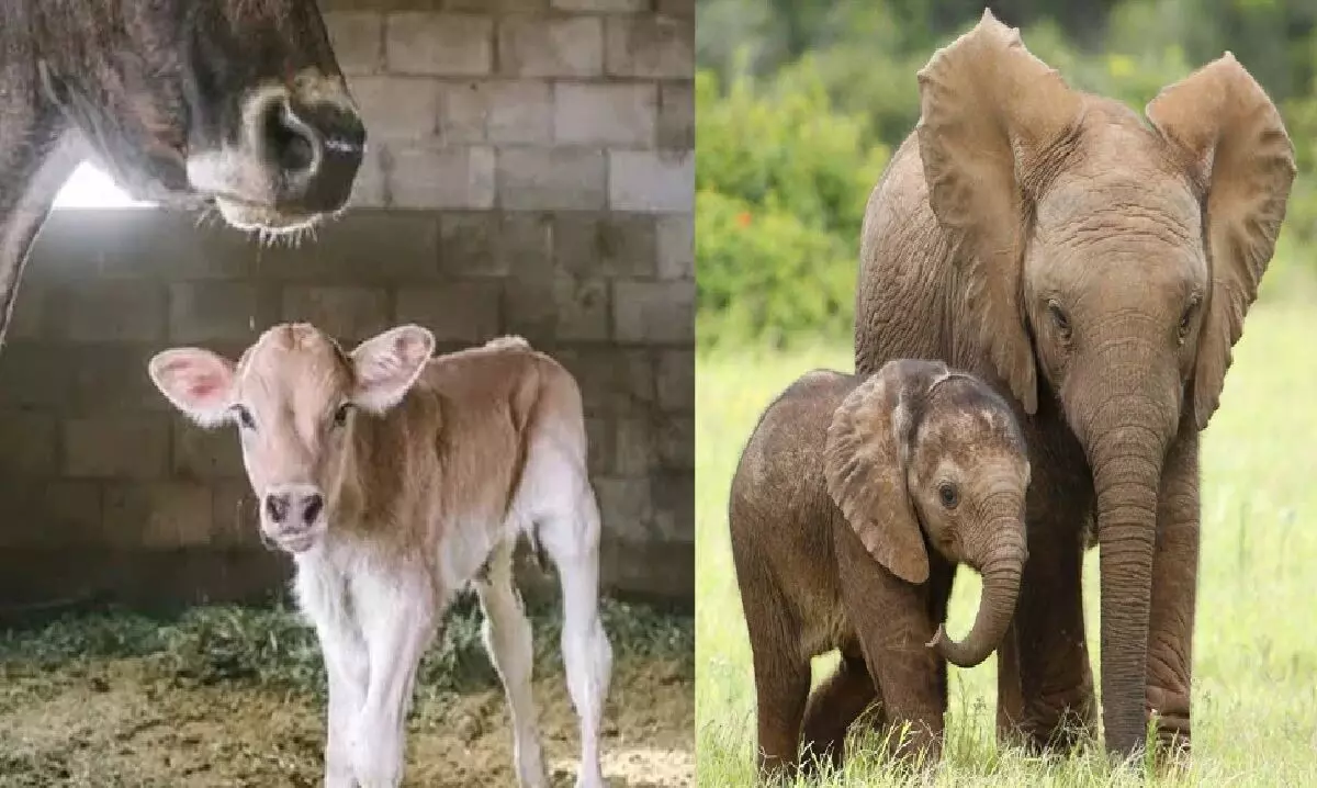 अगर ये जानवर छींक दे तो इसका मतलब जान कांप उठेगी आपकी रूह, जानिए!