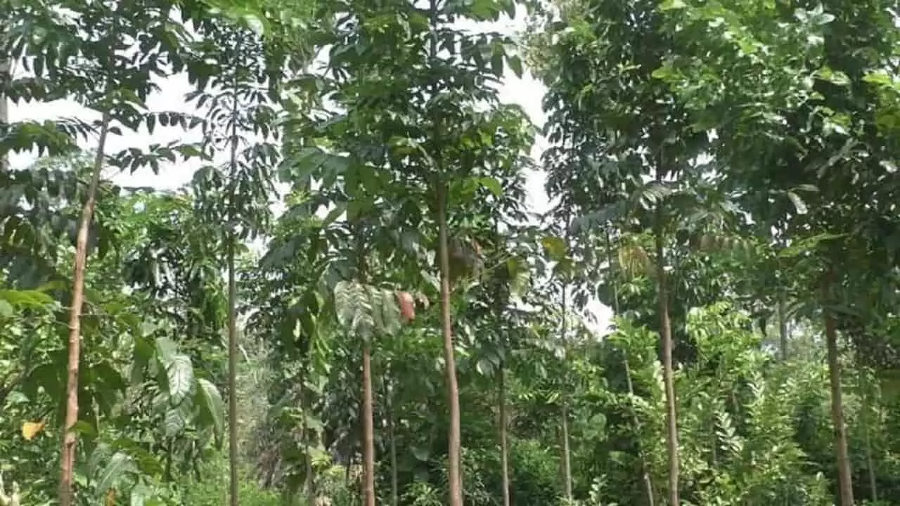 Farming Business Tips: अपने खेत में लगवाएं यह पेड़, कुछ साल बाद बन सकते हैं करोड़पति