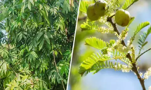 इन 2 पेड़ो को खुद अंबानी ने अपने घर में लगा रखा है, जानिए कैसे बना देता है ये पेड़ मालामाल?