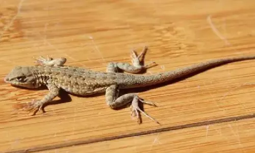 अगर घर में अचानक एक साथ दिख जाएं 3 छिपकलियाँ तो जरूर पढ़े ये खबर नहीं तो होगा कुछ ऐसा कि कांप उठेगी आपकी रूह, जानिए! अगर घर में अचानक एक साथ दिख जाएं 3 छिपकलियाँ तो जरूर पढ़े ये खबर नहीं तो होगा कुछ ऐसा कि कांप उठेगी आपकी रूह, जानिए!