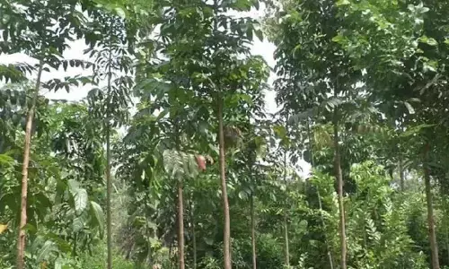 Farming Business Tips: अपने खेत में लगवाएं यह पेड़, कुछ साल बाद बन सकते हैं करोड़पति