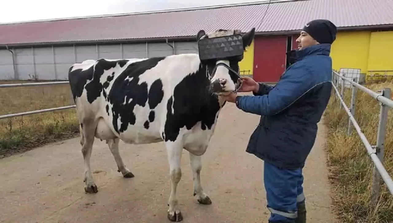 Cow with VR glasses