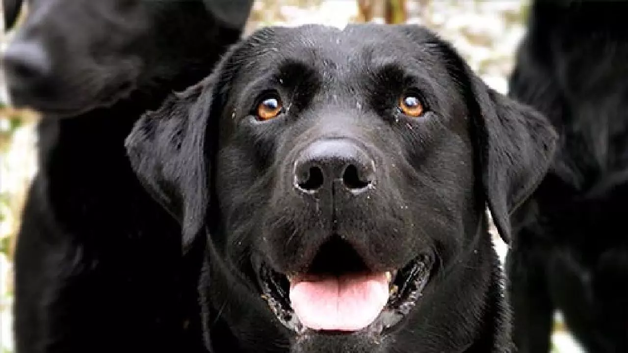 काले कुत्ते को खिलाते हैं रोटी तो इस बात को जान पड़ जाएंगे आश्चर्य में!