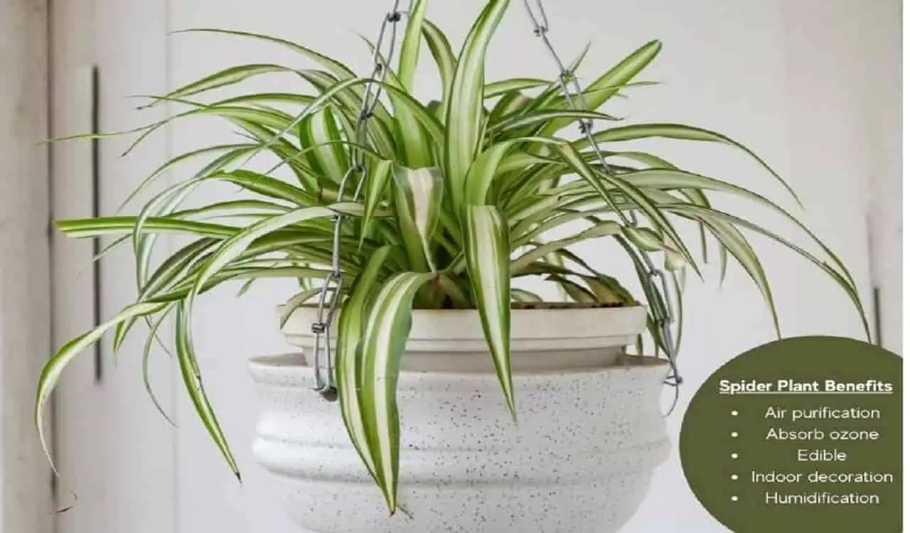 स्पाइडर प्लांट लगाने के फायदे: Spider Plant Lagaane Ke Fayde स्पाइडर प्लांट लगाने के फायदे: Spider Plant Lagaane Ke Fayde