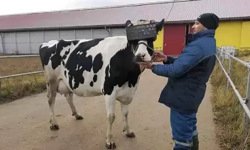 Cow with VR glasses