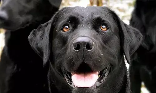 काले कुत्ते को खिलाते हैं रोटी तो इस बात को जान पड़ जाएंगे आश्चर्य में!