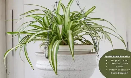 स्पाइडर प्लांट लगाने के फायदे: Spider Plant Lagaane Ke Fayde