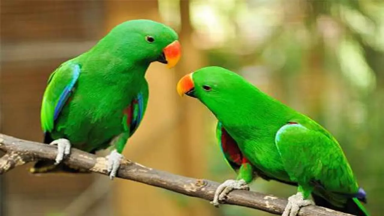 अगर आपके घर में है तोते का निवास तो ये खबर पढ़ चौक जायेंगे आप, जानिए! अगर आपके घर में है तोते का निवास तो ये खबर पढ़ चौक जायेंगे आप, जानिए!